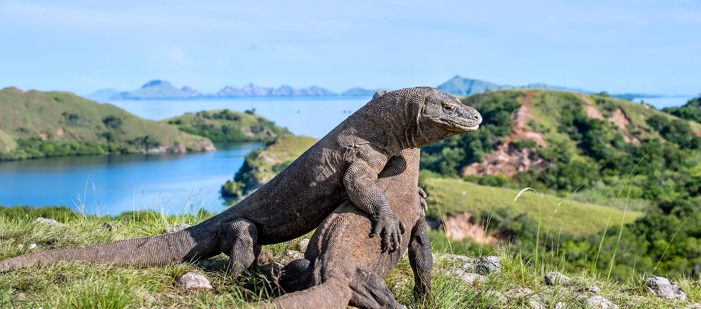 Komodo waters